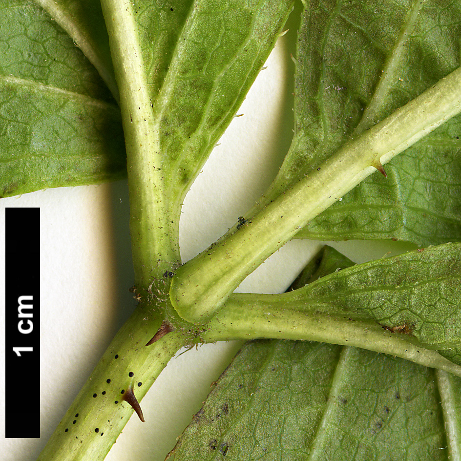 High resolution image: Family: Araliaceae - Genus: Eleutherococcus - Taxon: divaricatus - SpeciesSub: var. chiisanensis High resolution image: Family: Araliaceae - Genus: Eleutherococcus - Taxon: divaricatus - SpeciesSub: var. chiisanensis